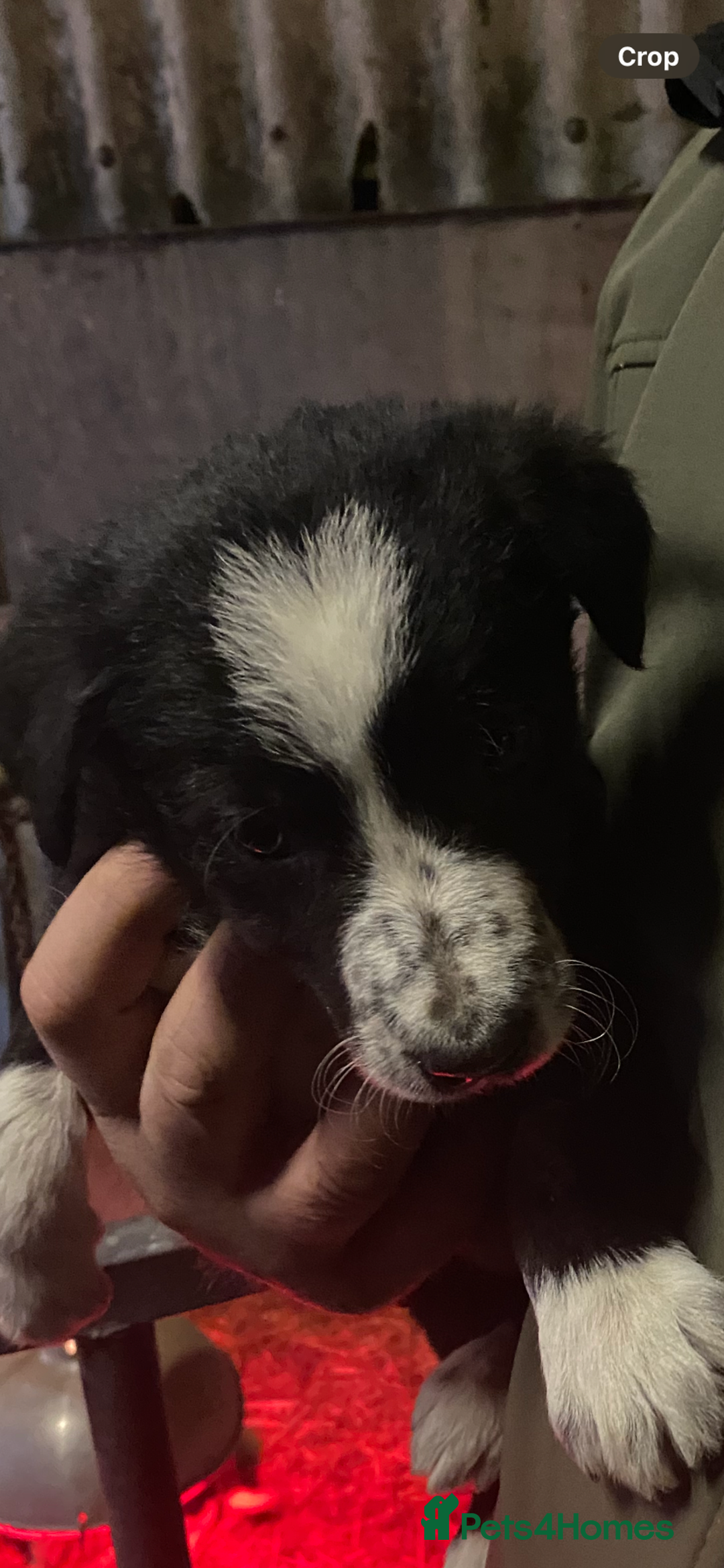 Border Collie dogs for sale: Border Collie pups  - Advert 3