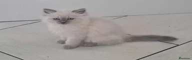 Ragdoll 4
