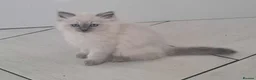Ragdoll cats for sale: Ragdoll  - Advert 8