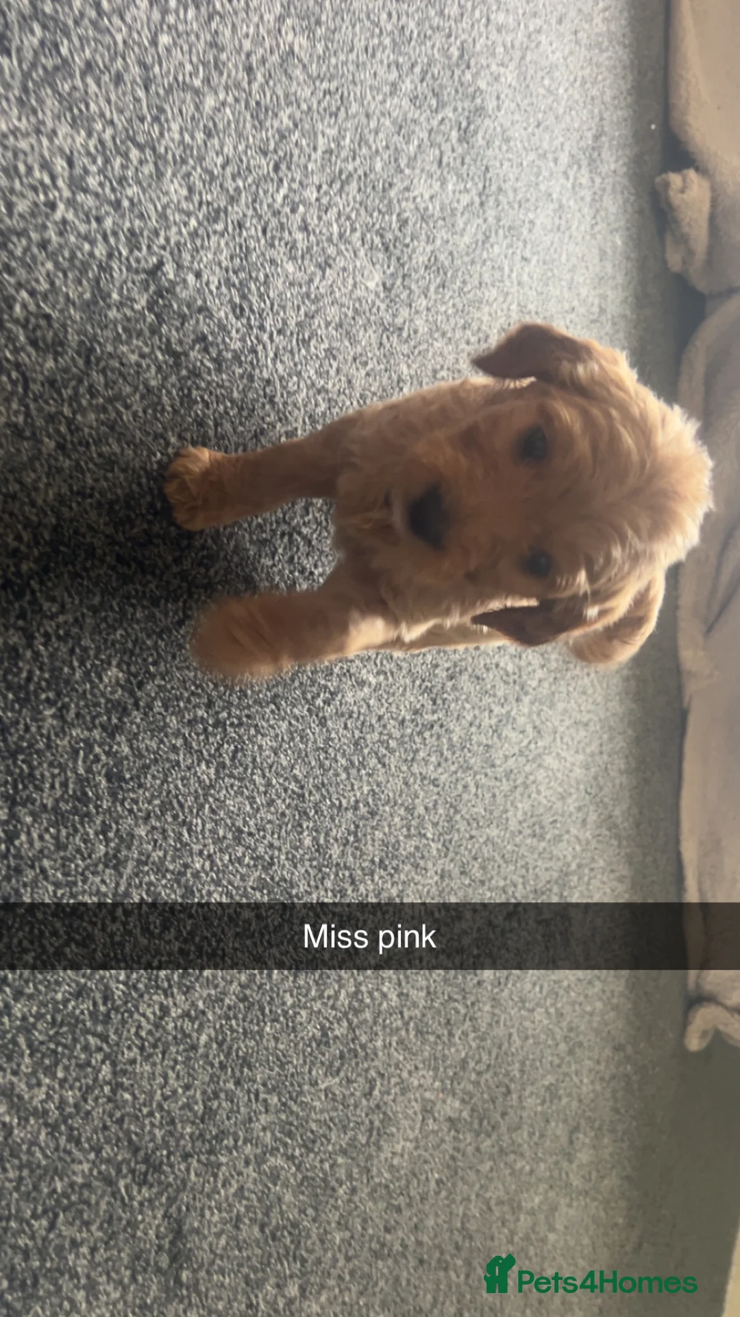 Goldendoodle dogs for sale: F1 golden doodle 5 left viewings now available. - Advert 4
