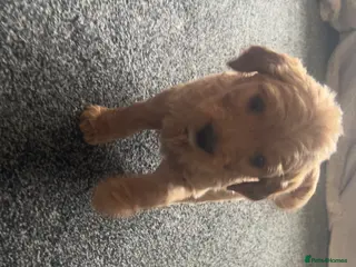 Goldendoodle dogs F1 golden doodle 5 left viewings now available. - Advert 4