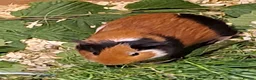 Guinea Pig rodents for sale: Baby guinea pigs for sale  - Advert 4