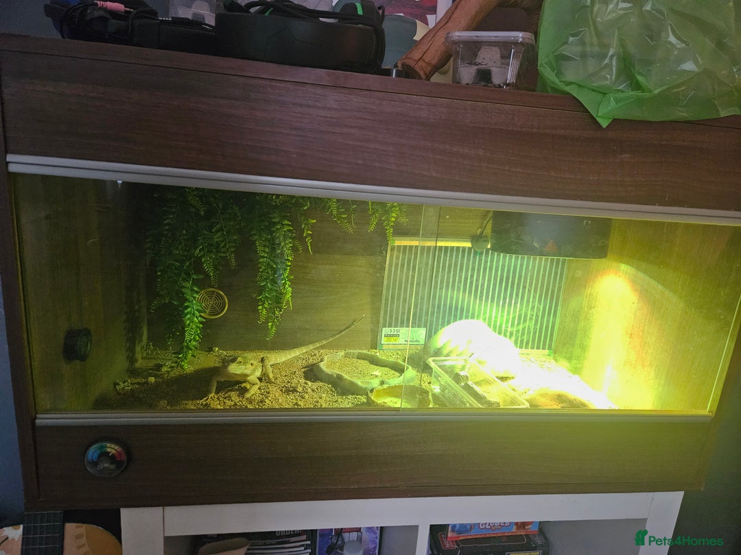 Bearded Dragon reptiles for sale: Bearded dragon for sale - Image 4