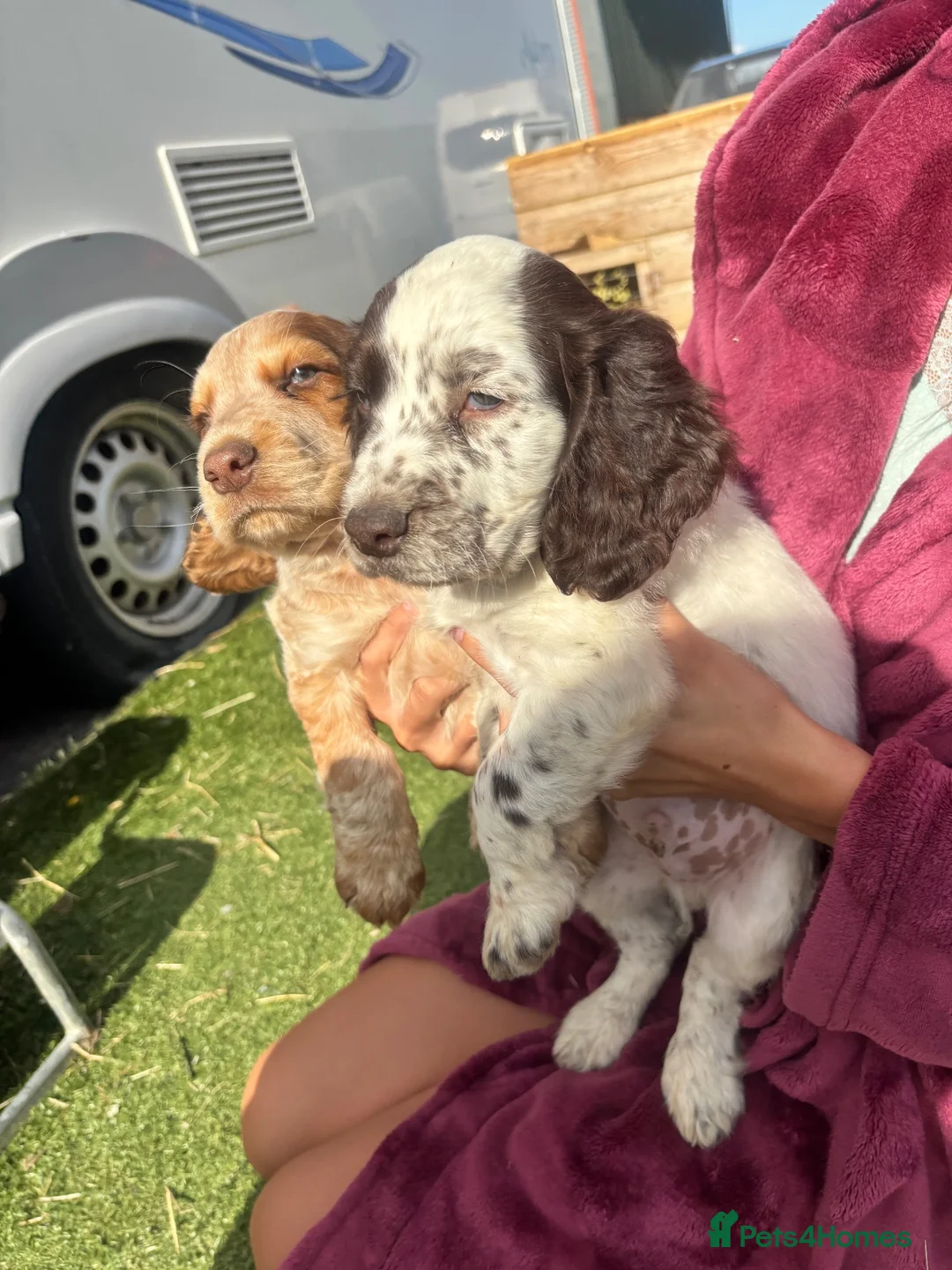 Cocker Spaniel dogs for sale: Boy cocker Spaniel pups ready to go in Leeds - Advert 6