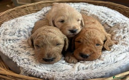 Mixed Breed dogs for sale: Multi generational goldendoodle puppies - Image 3