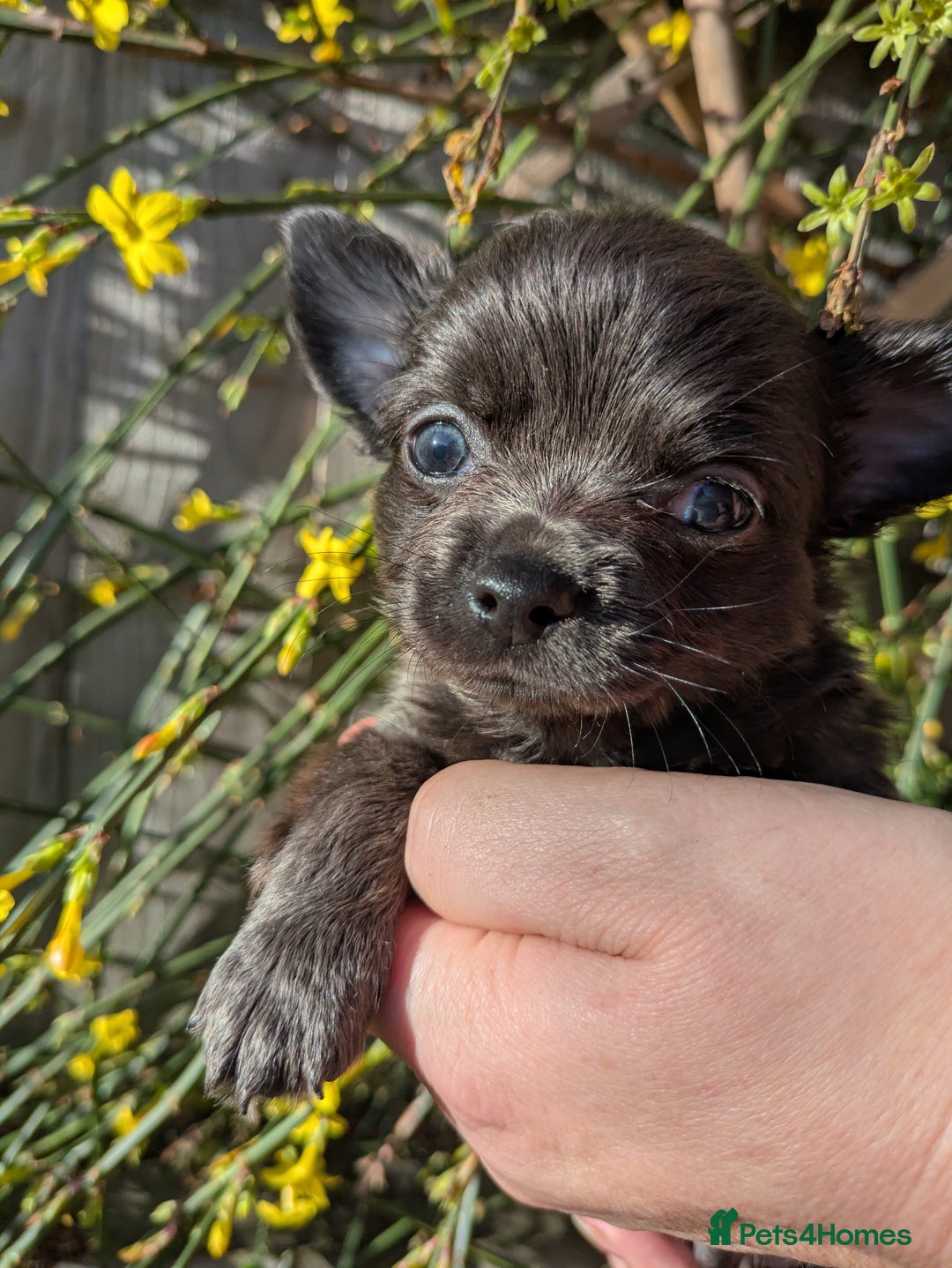 Chihuahua dogs for sale: Rare colour and tiny pedigree Chihuahuas  - Advert 10