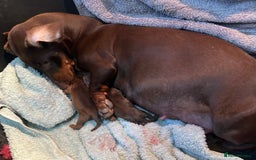 Dachshund dogs for sale: BEAUTIFUL STANDARD SMOOTH HAIRED KC REG  - Image 2