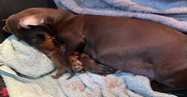Dachshund dogs - Advert 4