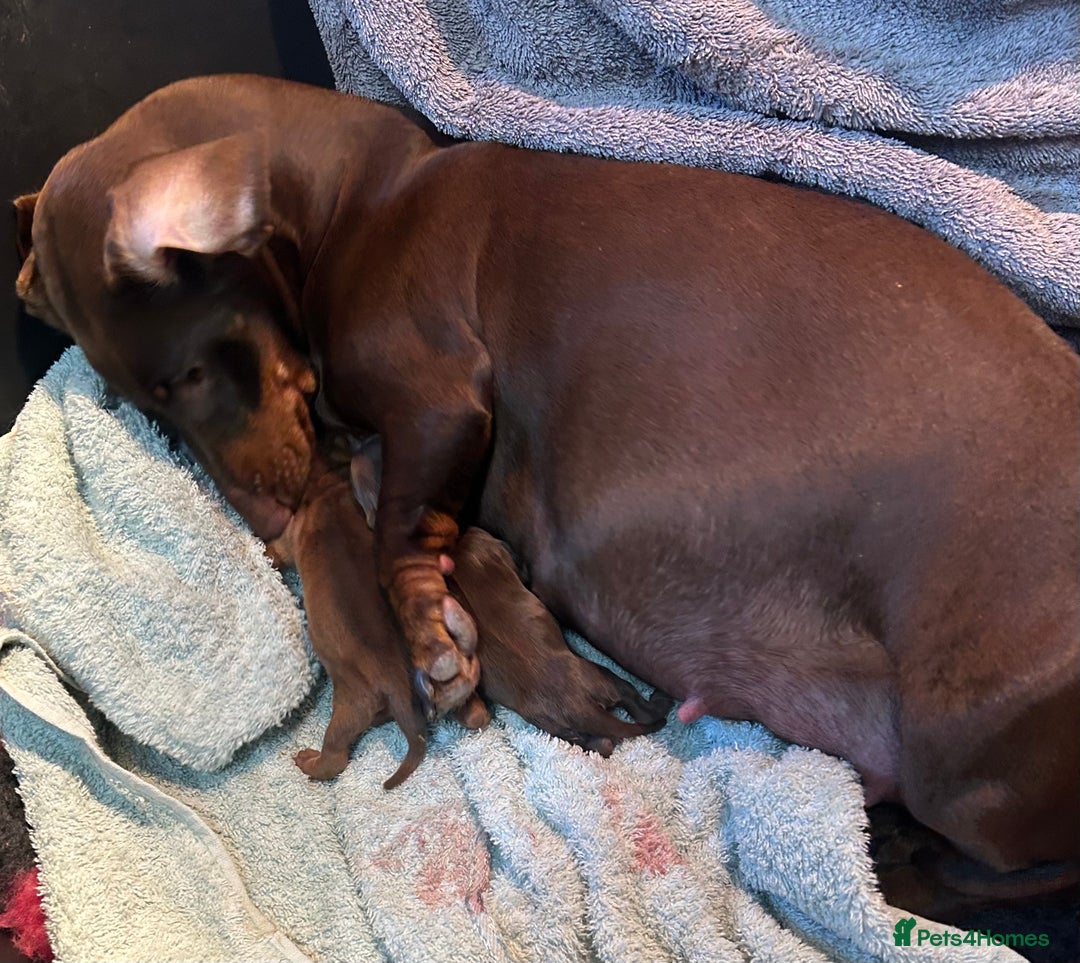 Dachshund dogs for sale: BEAUTIFUL STANDARD SMOOTH HAIRED KC REG  - Image 2