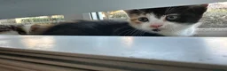 Domestic Shorthair cats for sale: 6 Adorable KittensReady for Their Forever Homes 🐾 - Advert 17