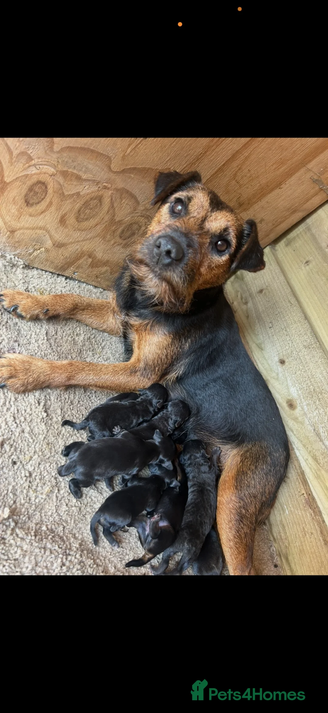 Patterdale Terrier dogs for sale: Patterdale x Lakeland - Advert 9