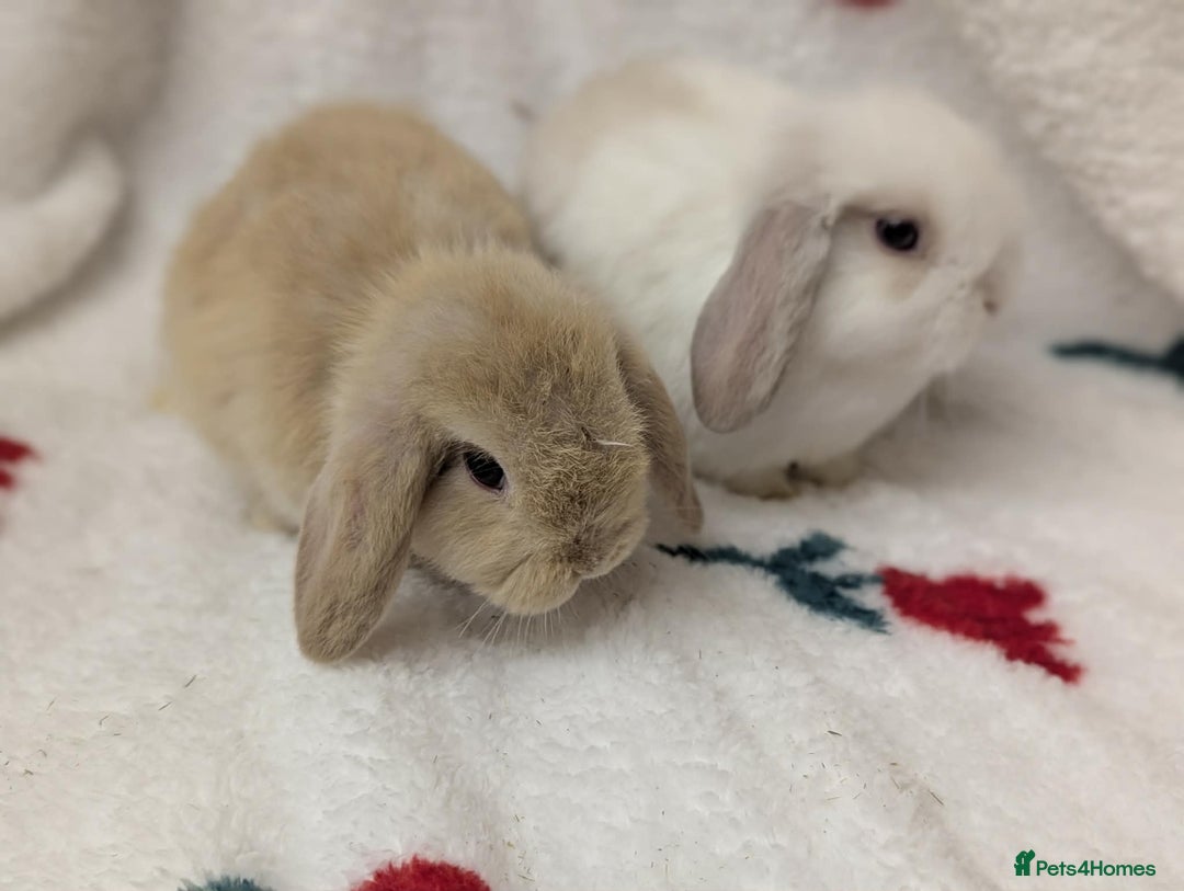 Mini Lop rabbits for sale: 2 beautiful male minilops  - Advert 6