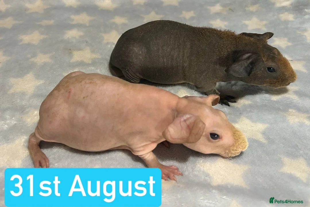 Guinea Pig rodents for sale: Skinny and Hairy Guinea Pig Boars  - Advert 6