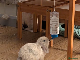 Mini Lop rabbits Mini Lops £70 - Advert 3