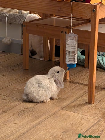 Mini Lop rabbits Mini Lops £70 - Advert 3