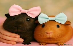 Guinea Pig rodents for sale: 2 female guinea pigs (RESERVED)  in Newport - Image 1