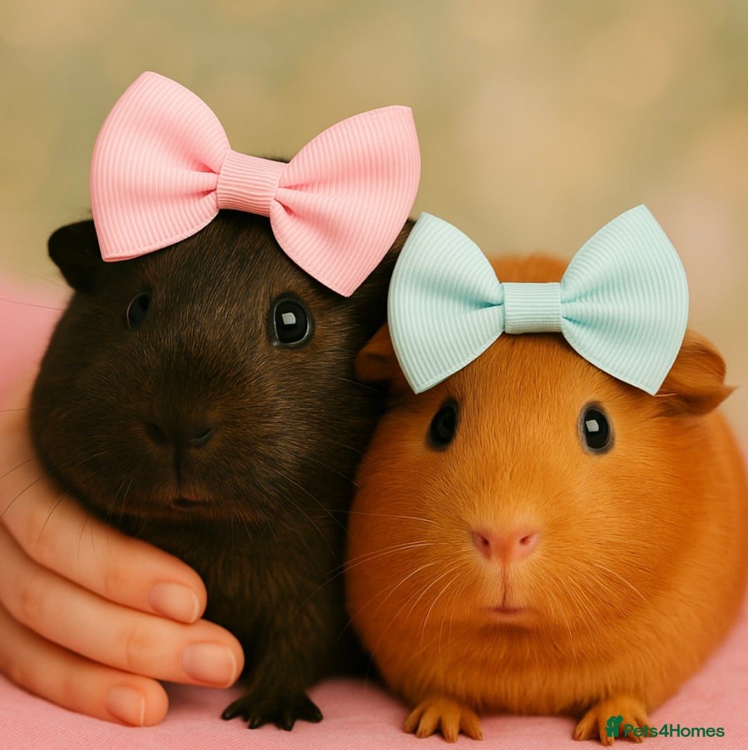 Guinea Pig rodents for sale: 2 female guinea pigs (RESERVED)  in Newport - Image 1