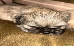 Shih Tzu dogs for sale: shihtzu  - Image 9