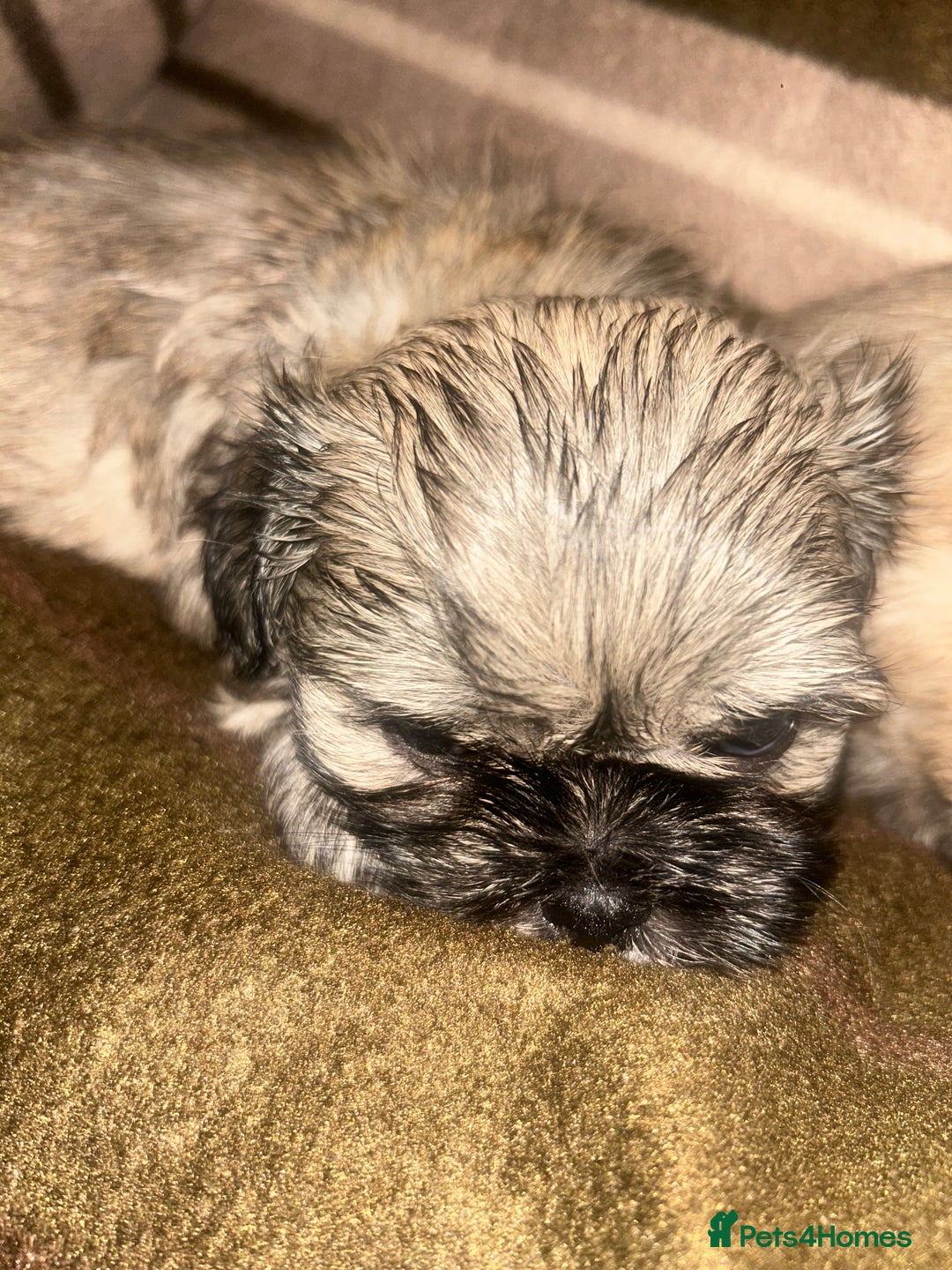 Shih Tzu dogs for sale: shihtzu  - Image 9