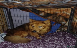 Mixed Breed dogs for adoption: MONTY & DAISY an example of Resilience &Friendship - Image 29