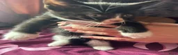 Mixed Breed cats for sale: 5 gorgeous fluffy kittens - Advert 7