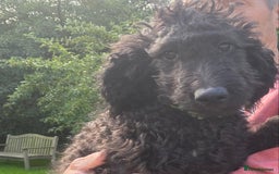 Irish Doodle dogs for sale: Irish Doodle Puppies - Fully Vaccinated- Ready Now - Image 9