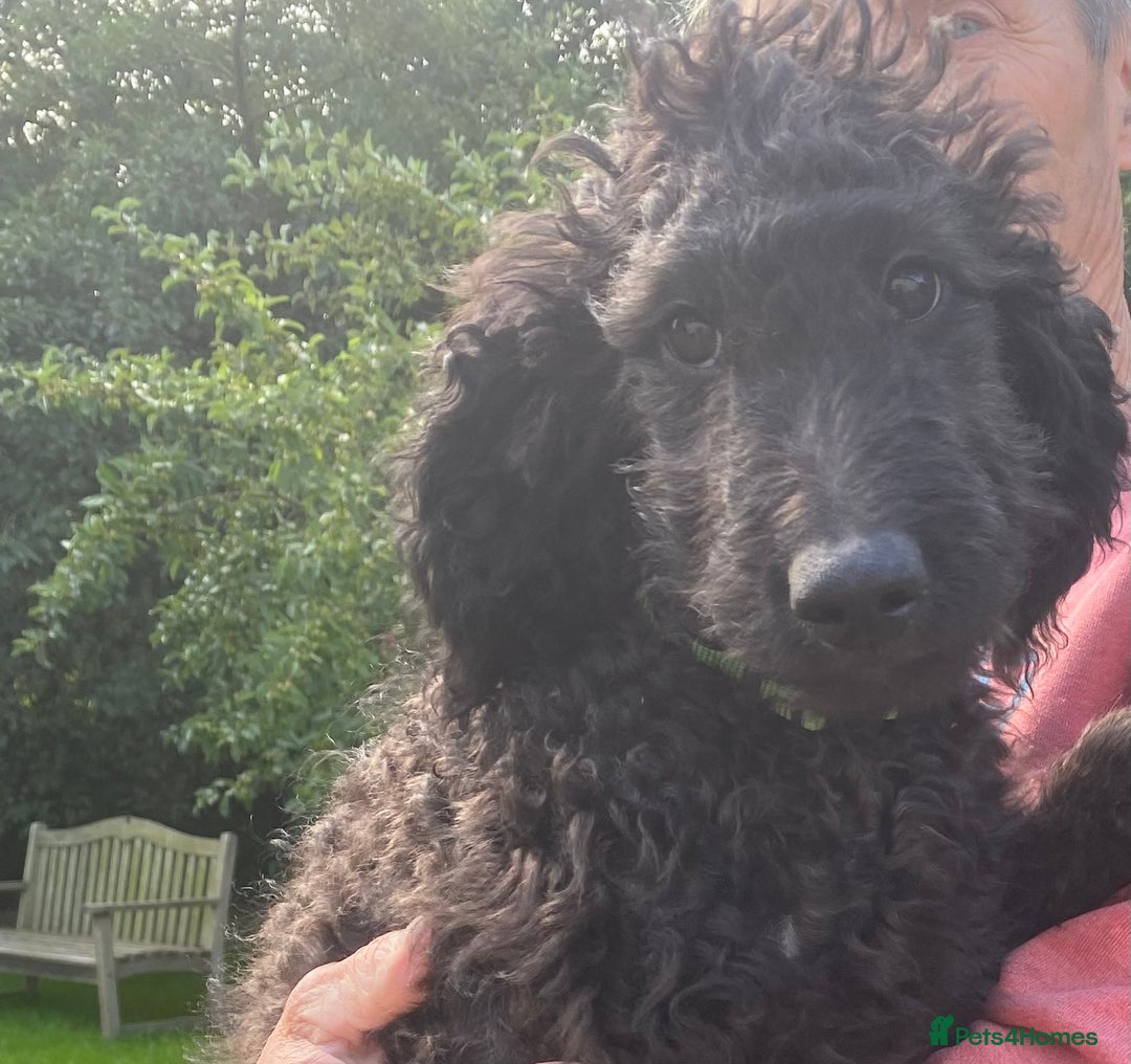 Irish Doodle dogs for sale: Irish Doodle Puppies - Fully Vaccinated- Ready Now - Image 9