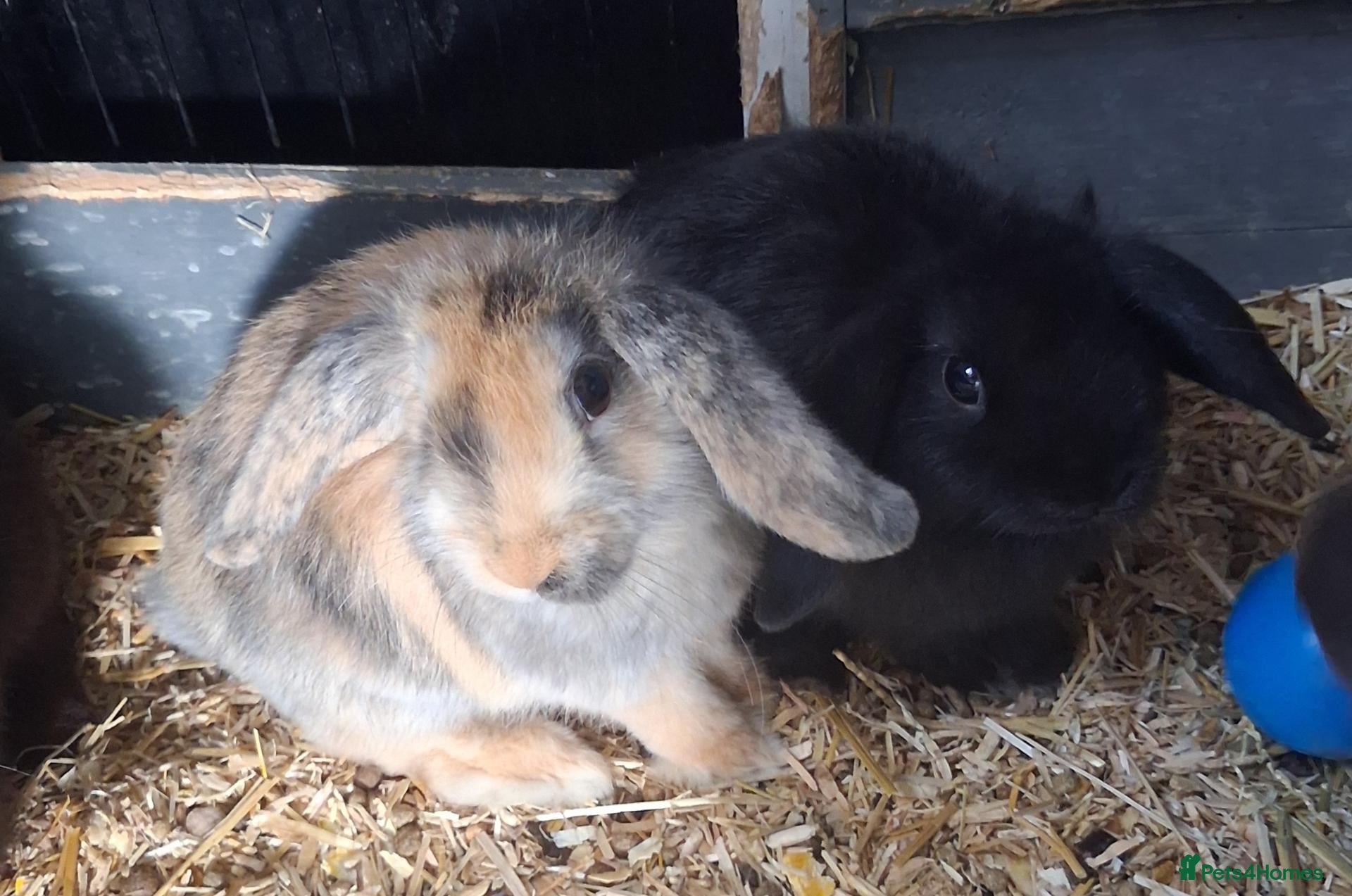 Mini Lion Lop rabbits for sale: Mini lop x lion heads - Advert 4