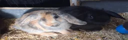 Mini Lion Lop rabbits for sale: Mini lop x lion heads - Advert 1