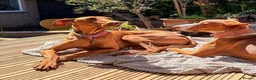 Mixed Breed dogs for adoption: Robbie - Spanish Podenco - Advert 3