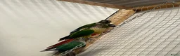 Conures birds for sale: Conure - Advert 2