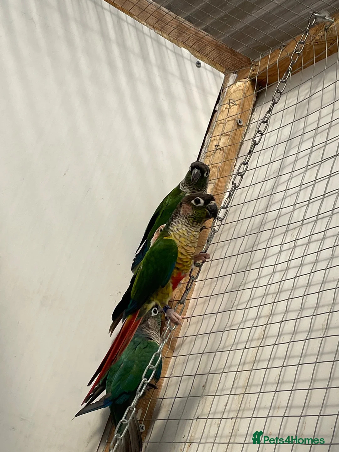 Conures birds for sale: Conure - Advert 2