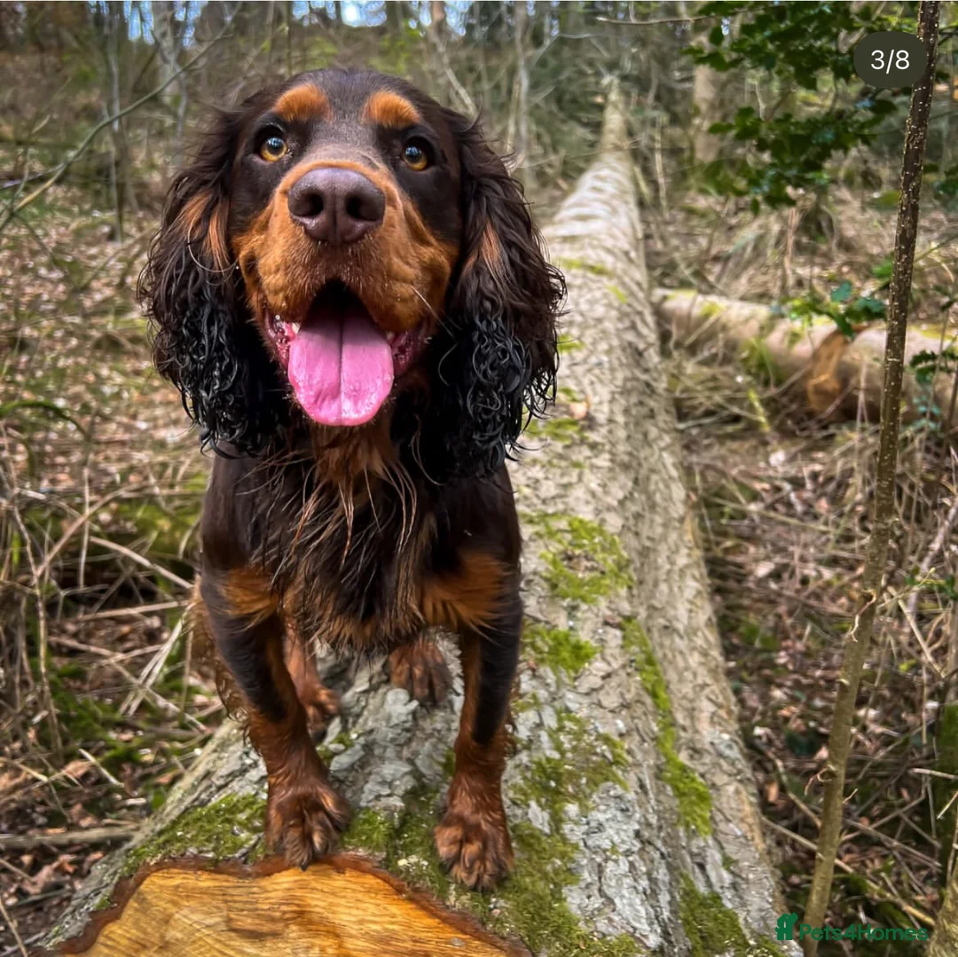Cocker Spaniel dogs for stud: 🐾 Proven Stud - Healthy Working Cocker Spaniel 🐾 - Advert 14