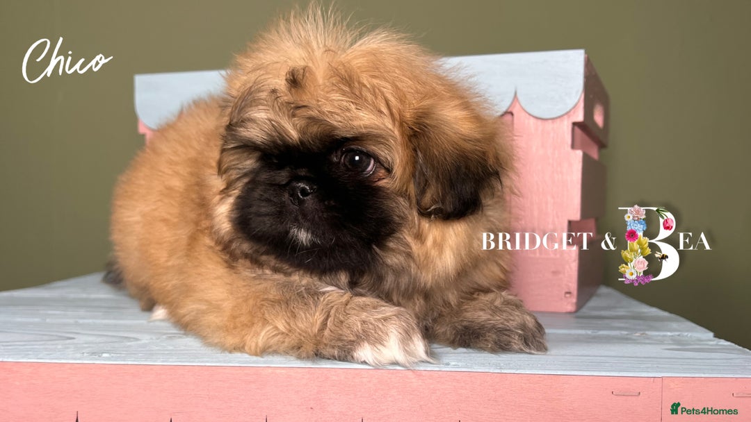 Pekingese dogs for sale: ⭐️QUALITY KC PUPS⭐️ - Advert 1