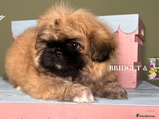 Pekingese dogs ⭐️QUALITY KC PUPS⭐️ - Advert 2