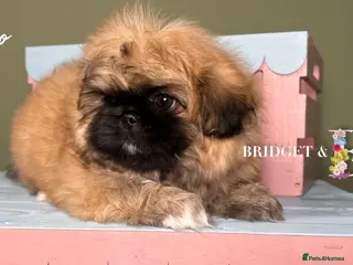 Pekingese dogs 💙 READY NOW only 1 boy left 💙 - Advert 2