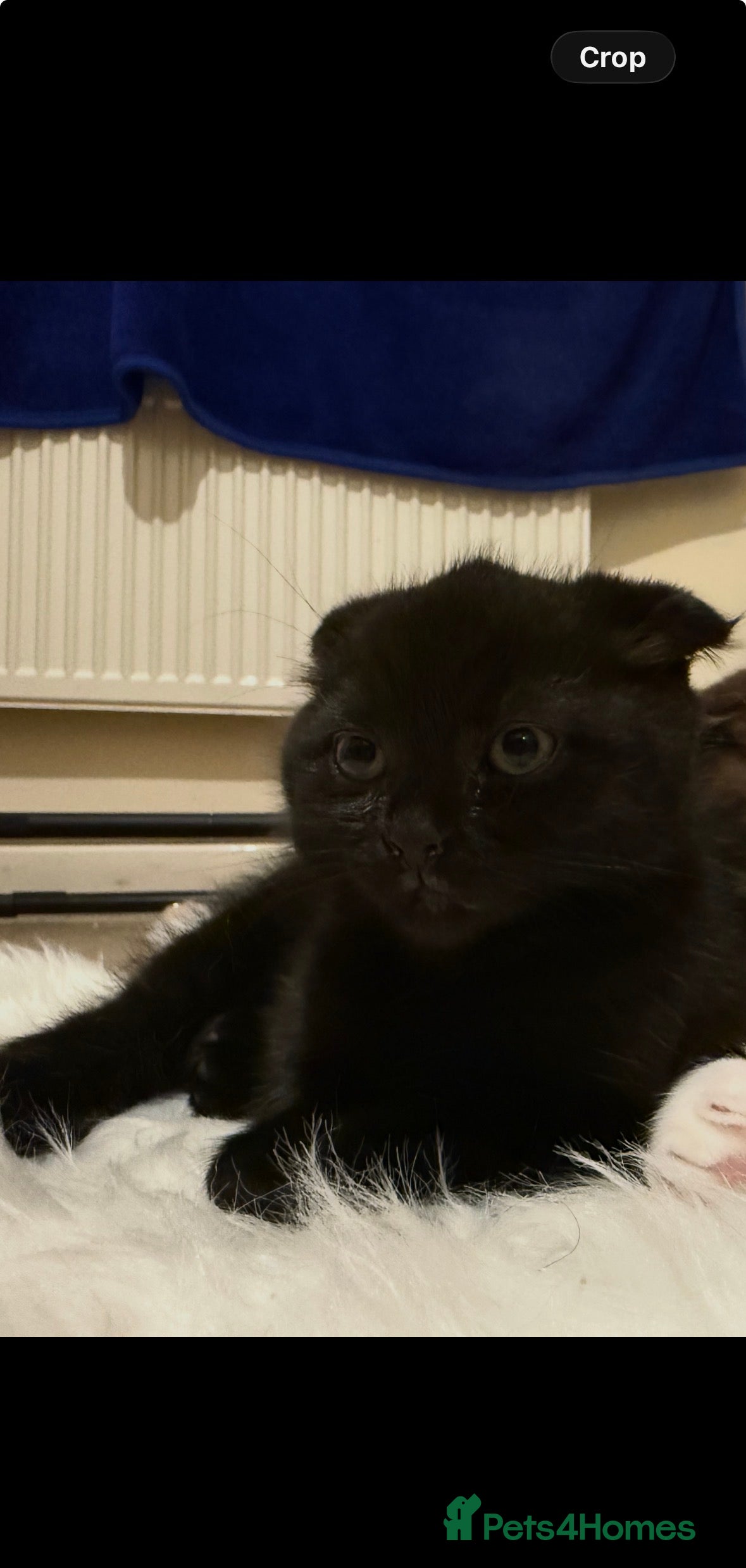 Scottish Fold cats Baby Girl Scottish Fold  - Advert 6