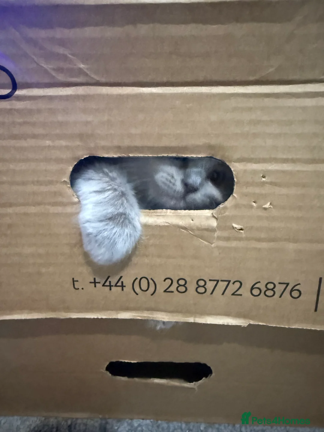 Ragdoll cats for sale: Fully vaccinated, vet checked V cuddly Ragdoll boy - Advert 10