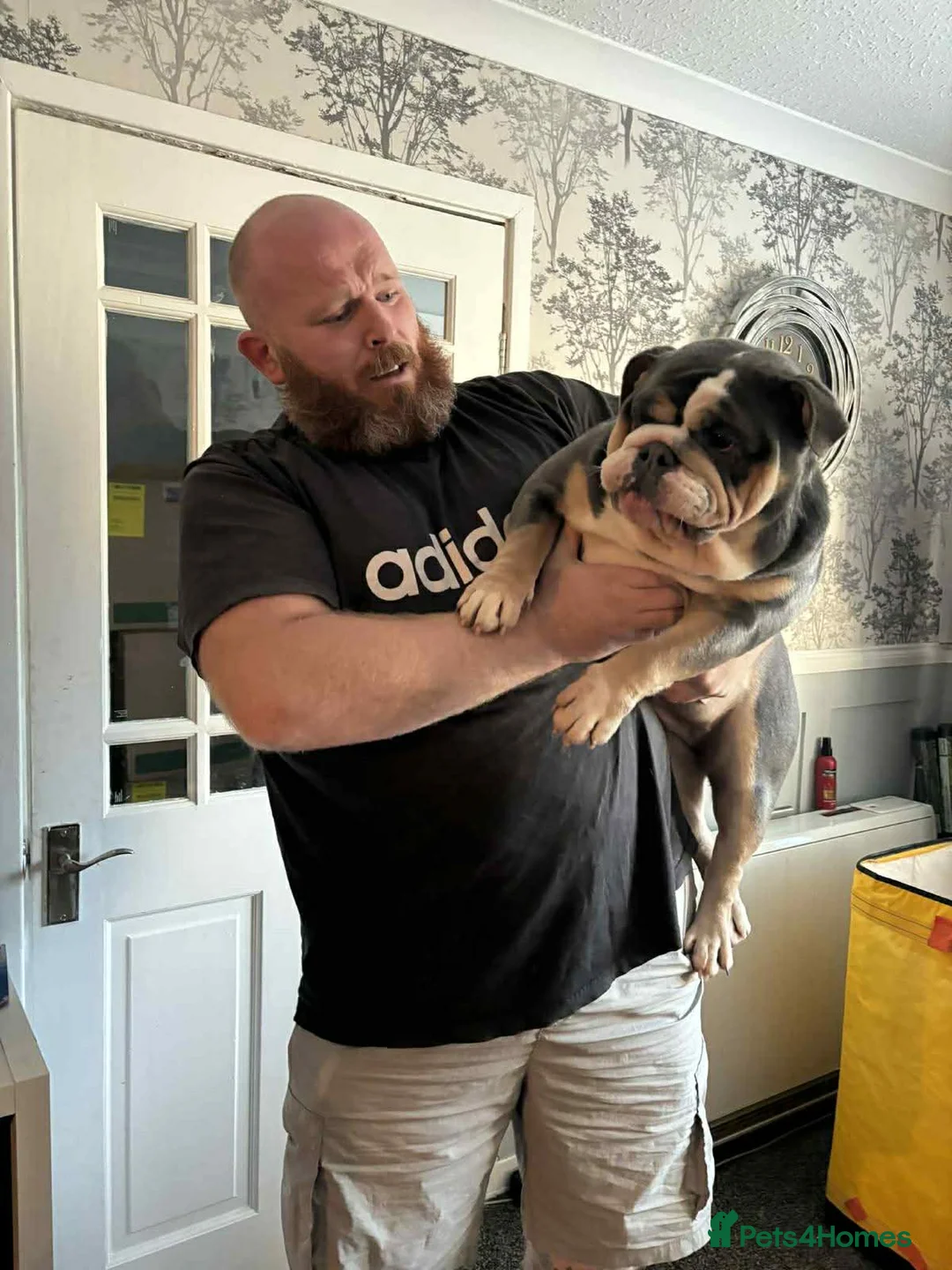 English Bulldog dogs for sale: English bulldog bitch - Advert 2