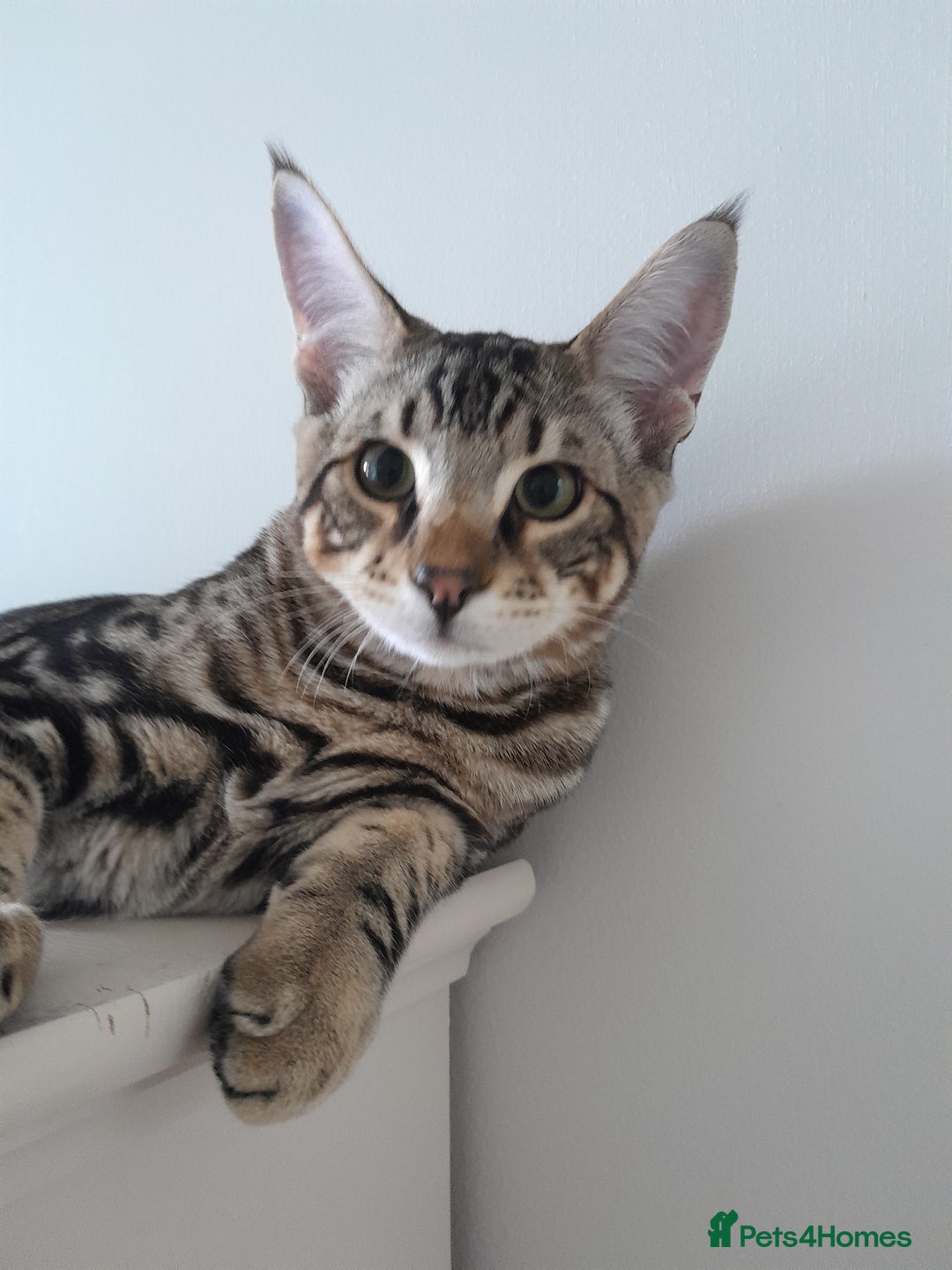 Savannah cats for sale: Full Pedigree TICA Reg Marbled Savannah Boy Kitten - Image 13