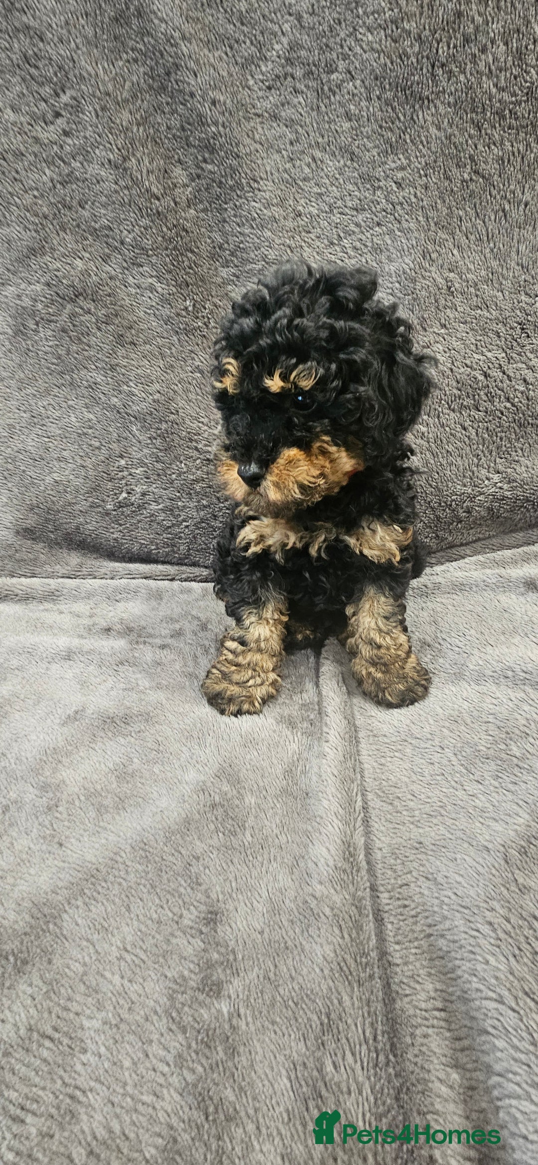 Toy Poodle dogs for sale: Beautiful Toy Poodle Puppies - Advert 25