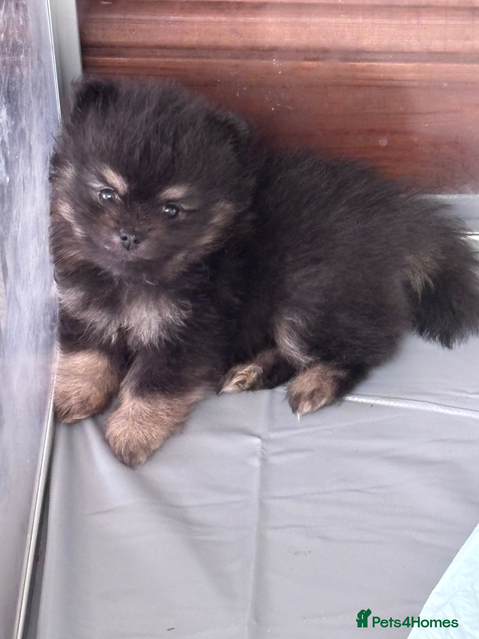 Pomeranian dogs KC registered Pomeranian  - Advert 2