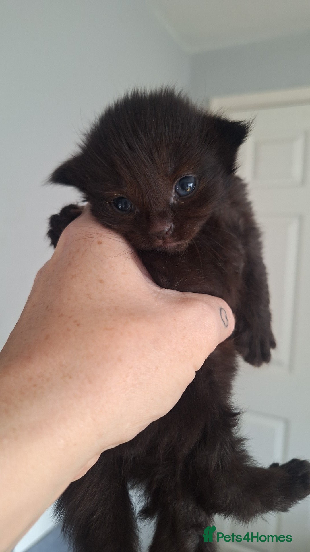 Ragdoll cats for sale: Ragdoll x Bombay  - Advert 6