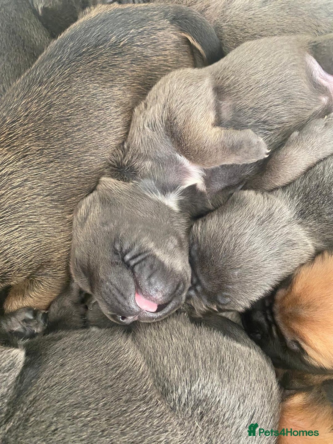 Cane Corso dogs for sale: Cane corsos puppies  - Advert 7
