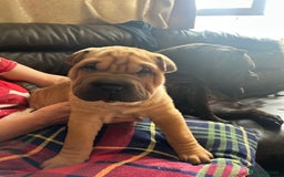 Shar Pei dogs for sale: 2 females 3 males Shar pei pups - Image 31