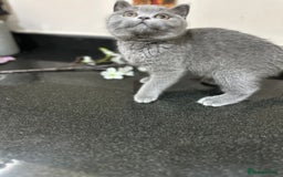 British Shorthair cats for sale: Blue British Shorthair registered Full Pedigree  - Image 26
