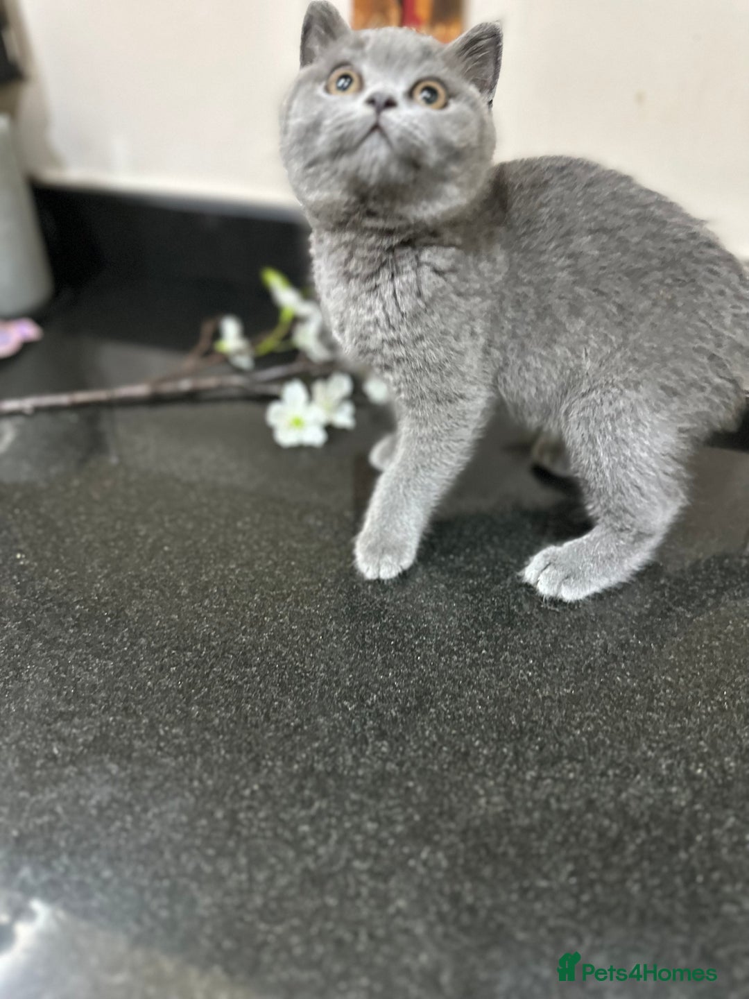 British Shorthair cats for sale: Blue British Shorthair registered Full Pedigree  - Image 26