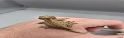Gecko reptiles for sale: Red and orange striped gargoyle gecko  - Advert 2