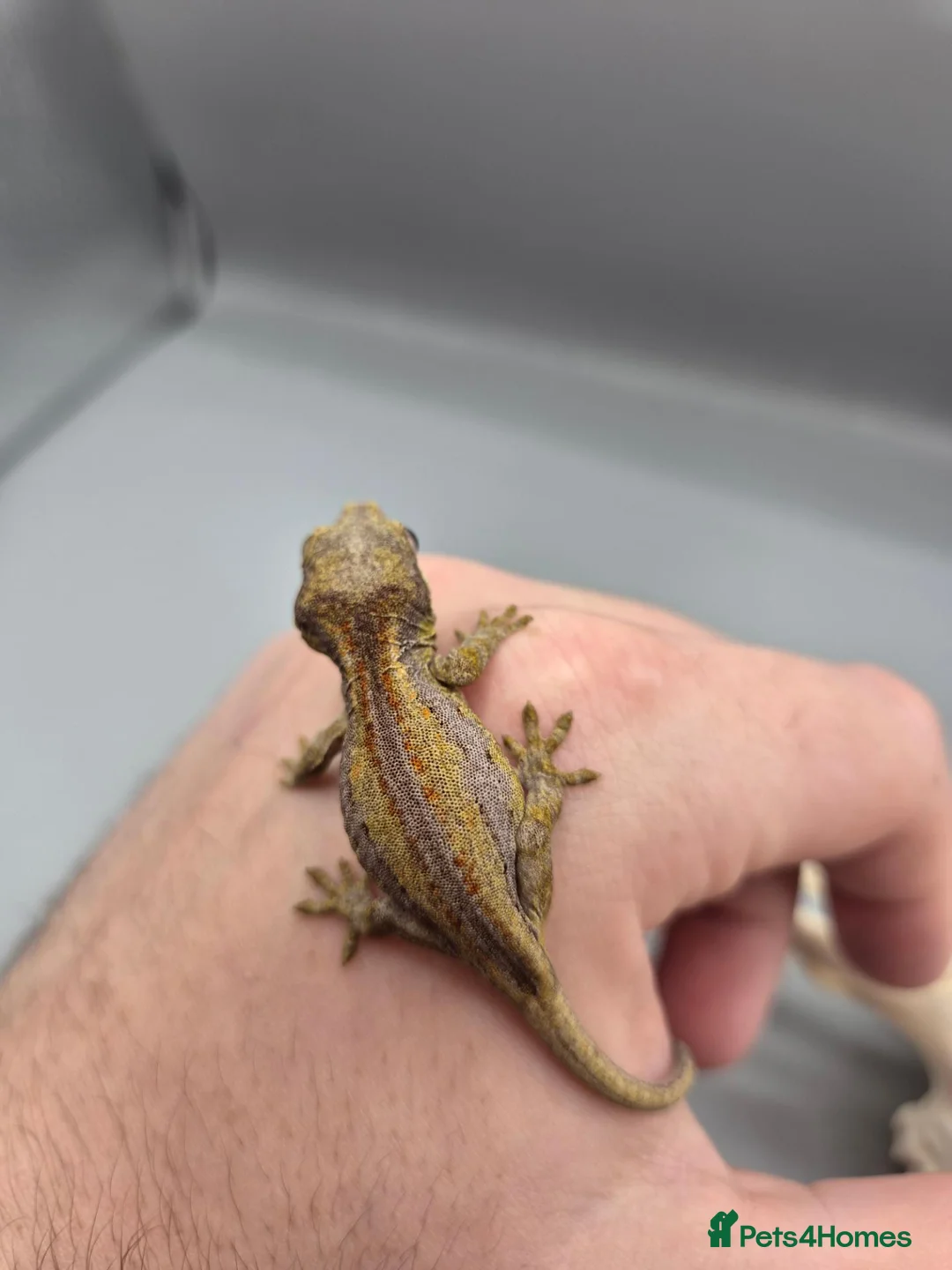 Gecko reptiles for sale: Red and orange striped gargoyle gecko  - Advert 2