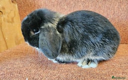 Mini Lop rabbits for sale: Pure mini lop small buck . Vaccinated  - Image 3
